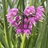 Allium cernuum 'Hidcote' – Díszhagyma
