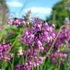 Allium cernuum 'Hidcote' – Díszhagyma