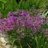 Allium cernuum 'Hidcote' – Díszhagyma