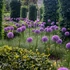 Allium 'Globemaster' - Díszhagyma