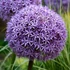 Allium 'Globemaster' - Díszhagyma