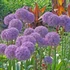 Allium 'Globemaster' - Díszhagyma