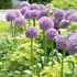 Allium 'Globemaster' - Díszhagyma