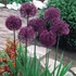 Allium 'Purple Sensation' – Díszhagyma