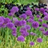 Allium 'Purple Sensation' – Díszhagyma