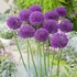 Allium 'Purple Sensation' – Díszhagyma