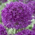 Allium 'Purple Sensation' – Díszhagyma