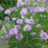 Allium schoenoprasum - Metélőhagyma