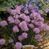Allium schoenoprasum 'Rising Star' – Metélőhagyma
