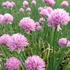 Allium schoenoprasum 'Rising Star' – Metélőhagyma