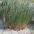 Ammophila breviligulata – Amerikai homoknád, amerikai buckafű