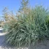 Ammophila breviligulata – Amerikai homoknád, amerikai buckafű