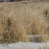 Ammophila breviligulata – Amerikai homoknád, amerikai buckafű