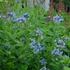 Amsonia 'Blue Ice' – Amzon virág