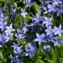 Amsonia 'Blue Ice' – Amzon virág