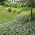 Amsonia 'Blue Ice' – Amzon virág