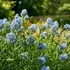 Amsonia 'Ernst Pagels' – Amson-virág