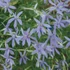 Amsonia 'Ernst Pagels' – Amson-virág
