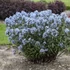 Amsonia 'Ernst Pagels' – Amson-virág