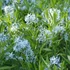 Amsonia 'Ernst Pagels' – Amson-virág