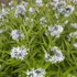 Amsonia illustris – Csillagmeténg