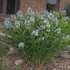 Amsonia illustris – Csillagmeténg