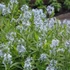 Amsonia illustris – Csillagmeténg