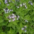 Amsonia orientalis – Csillagmeténg