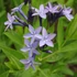 Amsonia orientalis – Csillagmeténg