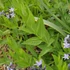 Amsonia orientalis – Csillagmeténg