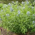 Amsonia tabernaemontana – Széleslevelű csillagmeténg, Amson-virág