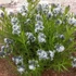 Amsonia tabernaemontana – Széleslevelű csillagmeténg, Amson-virág