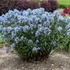 Amsonia tabernaemontana var. salicifolia – Fűzlevelű csillagmeténg