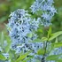 Amsonia tabernaemontana var. salicifolia – Fűzlevelű csillagmeténg