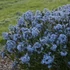 Amsonia tabernaemontana var. salicifolia – Fűzlevelű csillagmeténg