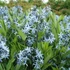 Amsonia tabernaemontana var. salicifolia – Fűzlevelű csillagmeténg