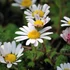 Anacyclus pyrethrum depressus - Hamvas törpemargitvirág