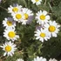Anacyclus pyrethrum depressus - Hamvas törpemargitvirág