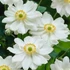 Anemone x hybrida 'Whirlwind' – Hibrid szellőrózsa