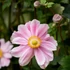Anemone x hybrida 'Garden Breeze Whirlwind Pink' – Hibrid szellőrózsa