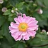 Anemone x hybrida 'Garden Breeze Whirlwind Pink' – Hibrid szellőrózsa
