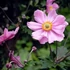 Anemone x hybrida 'Garden Breeze Whirlwind Pink' – Hibrid szellőrózsa