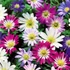 Anemone blanda - Csinos szellőrózsa, színkeverék