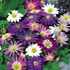 Anemone blanda - Csinos szellőrózsa, színkeverék