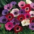 Anemone de Caen' - Koronás szellőrózsa, színkeverék