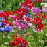 Anemone de Caen' - Koronás szellőrózsa, színkeverék