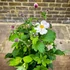 Anemone 'Fantasy Elsa'® – Szellőrózsa