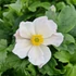 Anemone 'Fantasy Elsa'® – Szellőrózsa