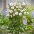 Anemone 'Fantasy Elsa'® – Szellőrózsa