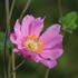 Anemone x hybrida 'Margarete' – Hibrid szellőrózsa